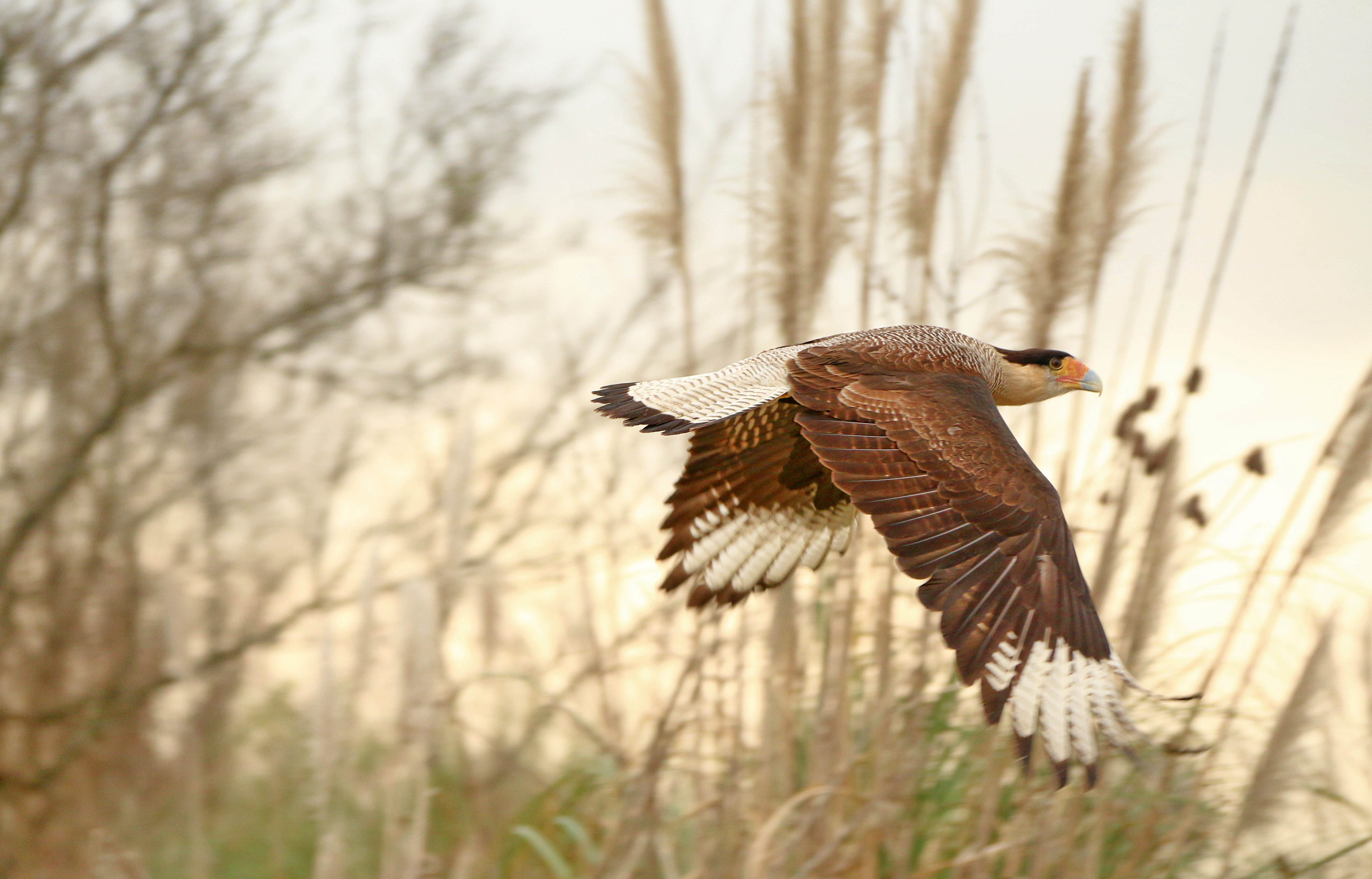 Add Image Description