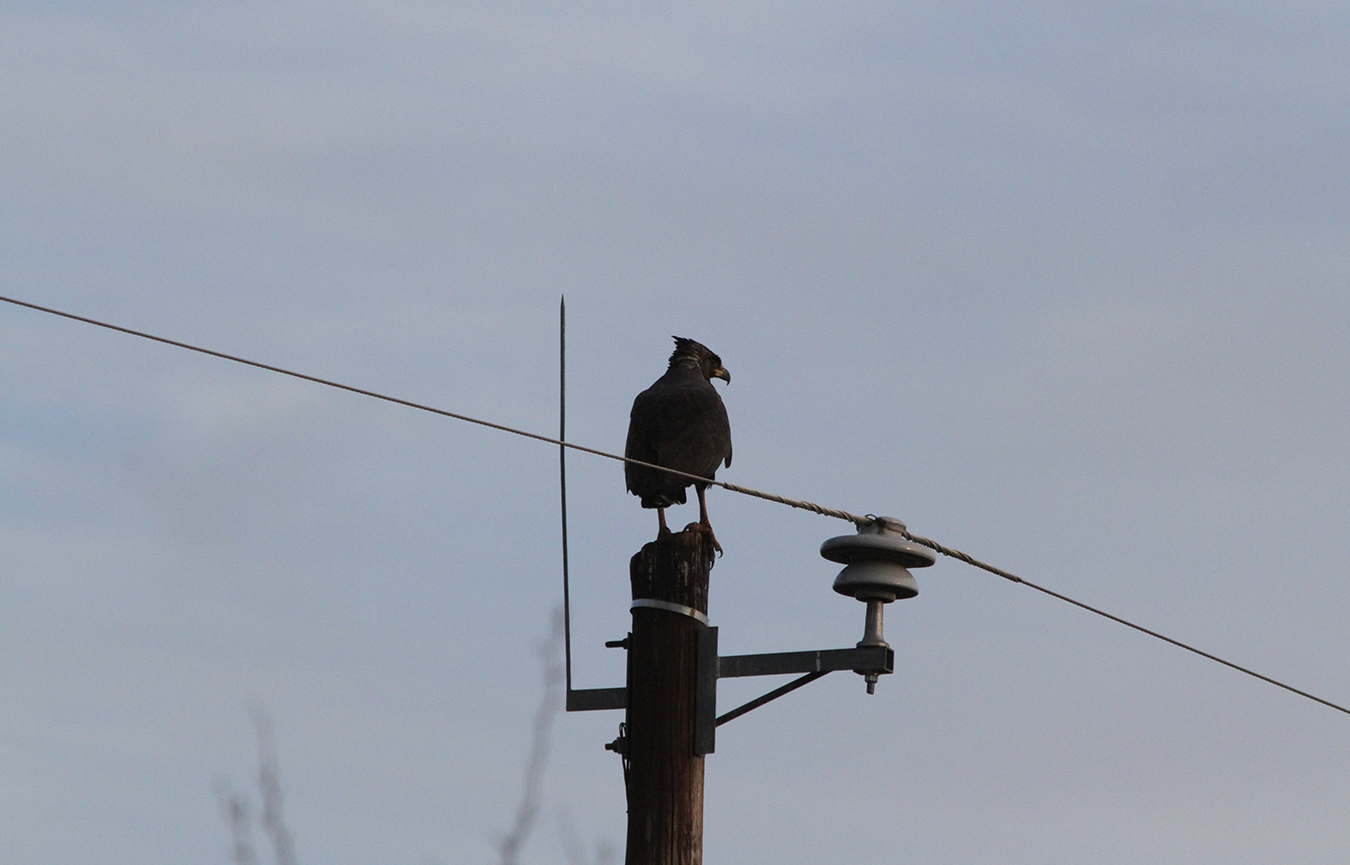 Add Image Description