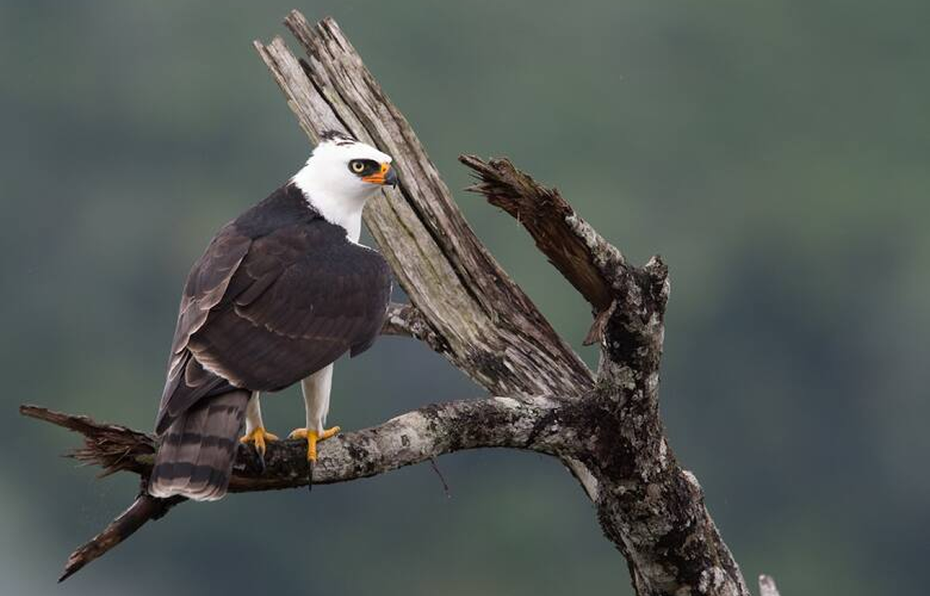 Add Image Description