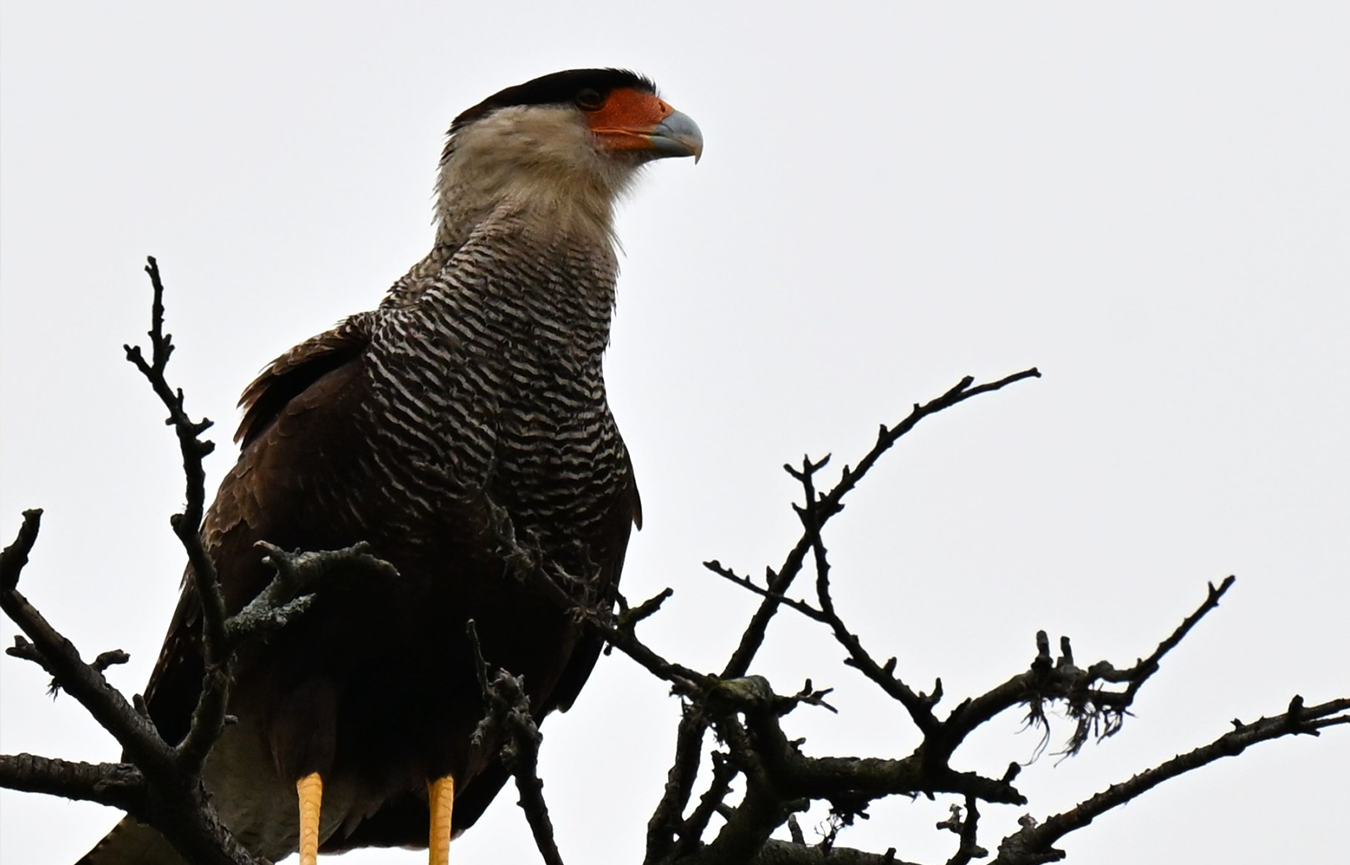 Add Image Description